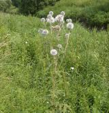 bělotrn kulatohlavý <i>(Echinops sphaerocephalus)</i>