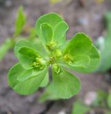 pryšec kolovratec <i>(Euphorbia helioscopia)</i> / Habitus