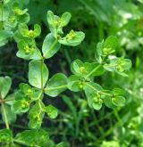 pryšec kolovratec <i>(Euphorbia helioscopia)</i> / Habitus