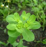 pryšec kolovratec <i>(Euphorbia helioscopia)</i> / Habitus