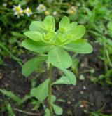 pryšec kolovratec <i>(Euphorbia helioscopia)</i> / Habitus