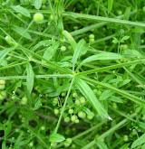 svízel přítula <i>(Galium aparine)</i> / Habitus