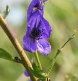 oměj šalamounek <i>(Aconitum plicatum)</i>