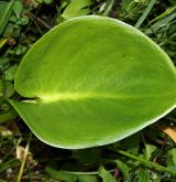 ďáblík bahenní <i>(Calla palustris)</i> / List