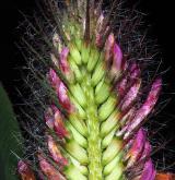 jetel červenavý <i>(Trifolium rubens)</i> / Květ/Květenství