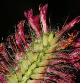 jetel červenavý <i>(Trifolium rubens)</i> / Květ/Květenství