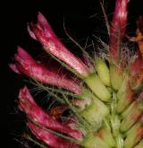 jetel červenavý <i>(Trifolium rubens)</i>