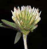 jetel bledožlutý <i>(Trifolium ochroleucon)</i>