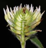 jetel bledožlutý <i>(Trifolium ochroleucon)</i> / Květ/Květenství