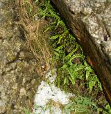 Štěrbinová vegetace hadcových skal <i>(Asplenion cuneifolii)</i>