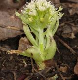 devětsil bílý <i>(Petasites albus)</i> / Habitus