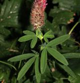 jetel červenavý <i>(Trifolium rubens)</i> / Habitus