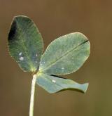 jetel jahodnatý <i>(Trifolium fragiferum)</i> / List
