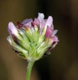 jetel jahodnatý <i>(Trifolium fragiferum)</i>