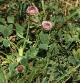 jetel jahodnatý <i>(Trifolium fragiferum)</i> / Habitus
