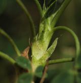 jetel jahodnatý <i>(Trifolium fragiferum)</i> / List