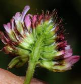 jetel jahodnatý <i>(Trifolium fragiferum)</i> / Květ/Květenství
