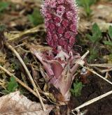 devětsil lékařský <i>(Petasites hybridus)</i> / Habitus