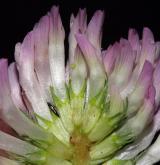 jetel luční <i>(Trifolium pratense)</i>