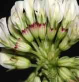 jetel plazivý <i>(Trifolium repens)</i>