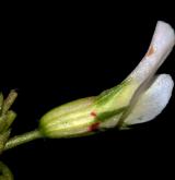 jetel plazivý <i>(Trifolium repens)</i>