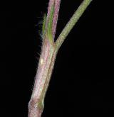jetel alpínský <i>(Trifolium alpestre)</i>