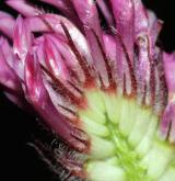 jetel alpínský <i>(Trifolium alpestre)</i> / Květ/Květenství