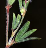 jetel rolní <i>(Trifolium arvense)</i>