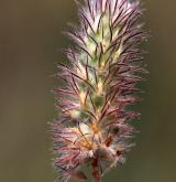 jetel rolní <i>(Trifolium arvense)</i> / Plod