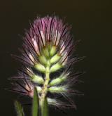 jetel rolní <i>(Trifolium arvense)</i> / Květ/Květenství