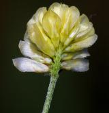 jetel ladní <i>(Trifolium campestre)</i>