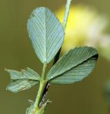 jetel ladní <i>(Trifolium campestre)</i> / List