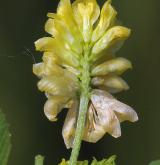 jetel ladní <i>(Trifolium campestre)</i>