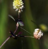 jetel ladní <i>(Trifolium campestre)</i> / Habitus