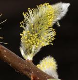 vrba Smithova <i>(Salix ×smithiana)</i> / Květ/Květenství