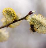 vrba jíva <i>(Salix caprea)</i> / Květ/Květenství