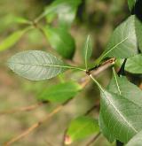 mandloň nízká <i>(Prunus tenella)</i> / List
