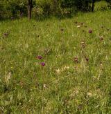 Subkontinentální širokolisté suché trávníky <i>(Cirsio-Brachypodion pinnati)</i>