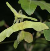 javor babyka <i>(Acer campestre)</i> / Plod