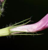 jetel prostřední <i>(Trifolium medium)</i>