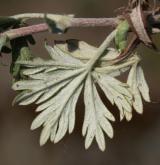 mochna stříbrná <i>(Potentilla argentea)</i>