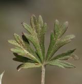 mochna stříbrná <i>(Potentilla argentea)</i> / List