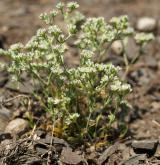 chmerek vytrvalý <i>(Scleranthus perennis)</i>