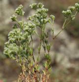 chmerek vytrvalý <i>(Scleranthus perennis)</i>