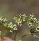 chmerek vytrvalý <i>(Scleranthus perennis)</i>