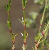 chmerek vytrvalý <i>(Scleranthus perennis)</i>