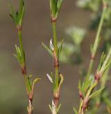 chmerek vytrvalý <i>(Scleranthus perennis)</i> / List