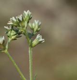 chmerek vytrvalý <i>(Scleranthus perennis)</i> / Květ/Květenství