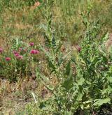 hulevník Loeselův <i>(Sisymbrium loeselii)</i> / Habitus