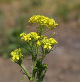 hulevník Loeselův <i>(Sisymbrium loeselii)</i>